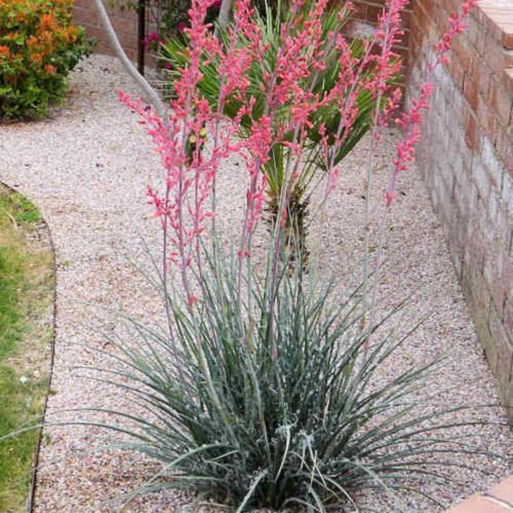 Red Yucca Live Plant, Yucca Succulent Plant Potted 4 to 8 Inch Tall, Live Outdoor Garden Plants in 4" Pot