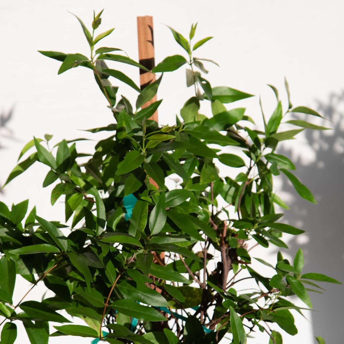 Carolina Jessamine (1 Gallon) Semi-Evergreen Blooming Vine with Yellow Flowers - Full Sun to Part Sun Live Outdoor Plant