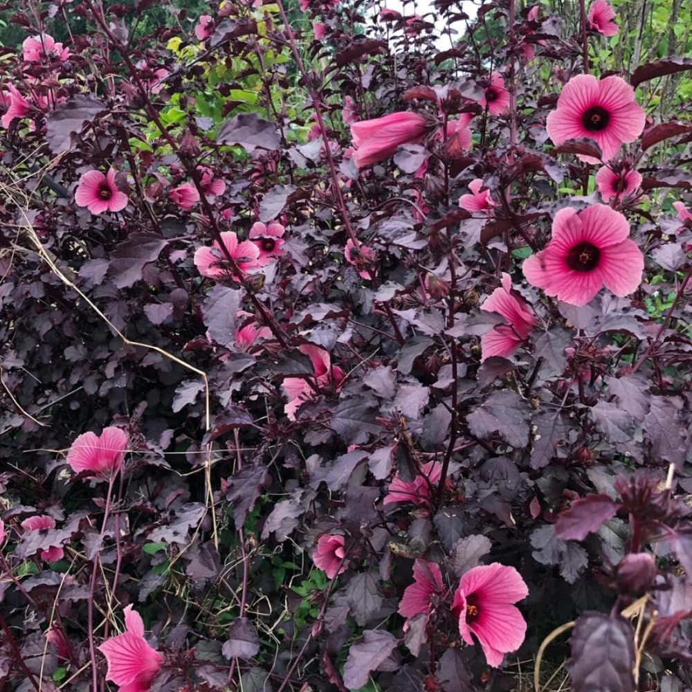 2 Hardy Hibiscus Plants Live, Cranberry Hibiscus Flowers Plants from 5 Inches Tall