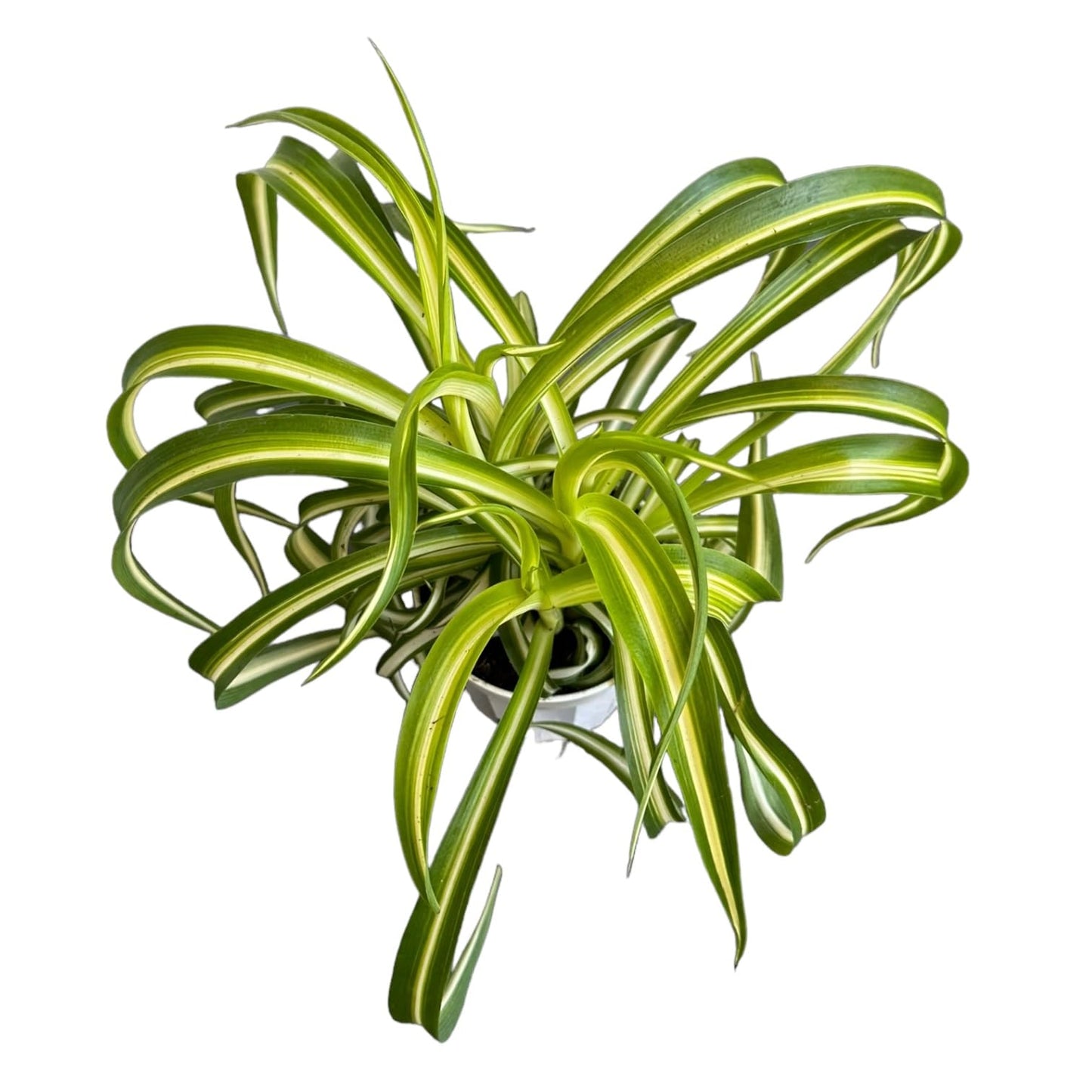 Bonnie Curly Spider Plant, Variegated Curly Leaves, Easy to Care and Grow Attractive Plant in 4 inch Pot - Hopewind Plants Shop