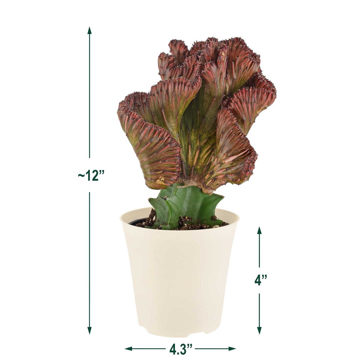 Arcadia Garden Products Live Mermaid Tail Cactus Indoor Houseplant in Plastic Pot, Euphorbia lactea Cristata Crested Coral Succulent Plant Gift for Home and Garden Decor, 4-inch, Red