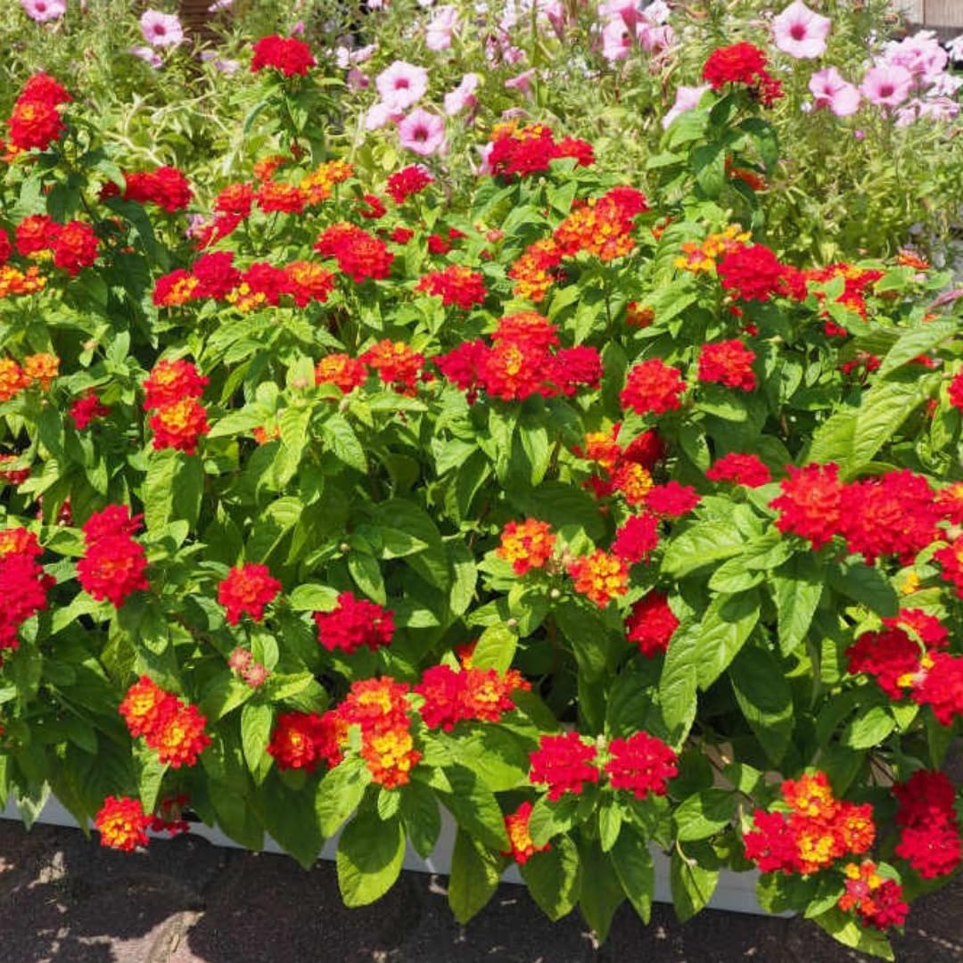 Mixed 4 Lantana Plants Live for Planting Outdoor, Lantana Trees or Trailing, Ready to Bloom, Hardy, Long Blooming Vibrant Perennial, 4-6" in Tall Spring Growing