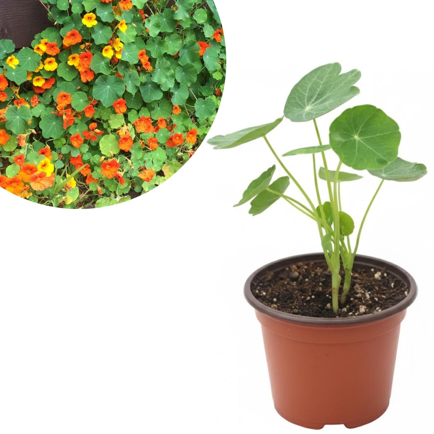 Nasturtium Live Plant in 4 Inch Pot, 4-6″ Tall Nasturtium Flower Starter Plant for Planting, Flower Vine Plants, Well Rooted