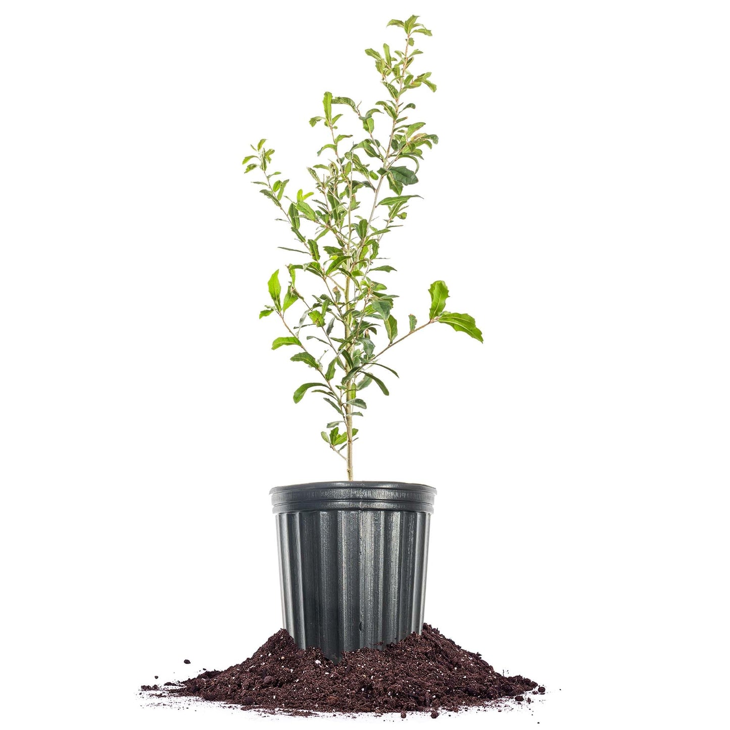 Perfect Plants Southern Live Oak in 1 Gallon Pot | Live Tree for Outdoor Planting | Fast Growing Shade Tree | Majestic Towering Landscape Oak | Green Leaf Canopy | Zones 7-10