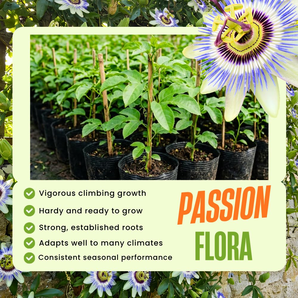 Set 2 Blue Passion Flower Plants Live, Passiflora Flower Vine 4-7'' Tall, Fragrant Climbing Plant for Garden, Patio, Containers