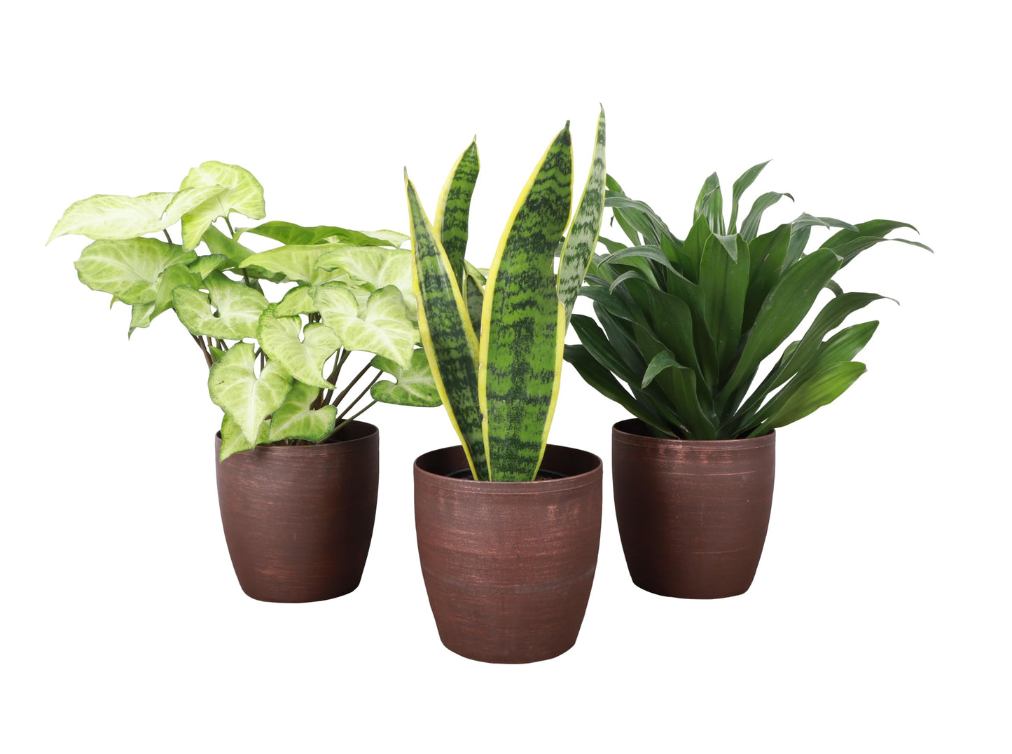 Thorsen's Greenhouse Low Light Houseplant Set, Live Indoor Plants, 3 Pack of Plants, Copper Pots, 4" Diameter