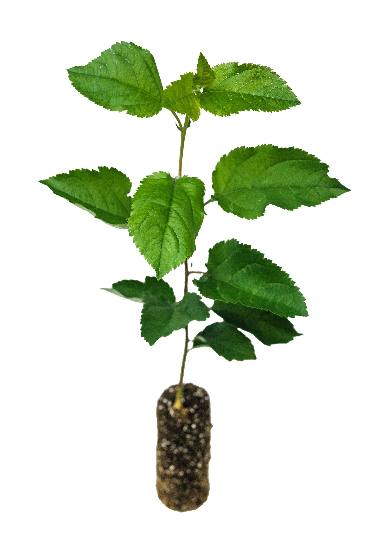 Antonovka Apple | Medium Tree Seedling | The Jonsteen Company