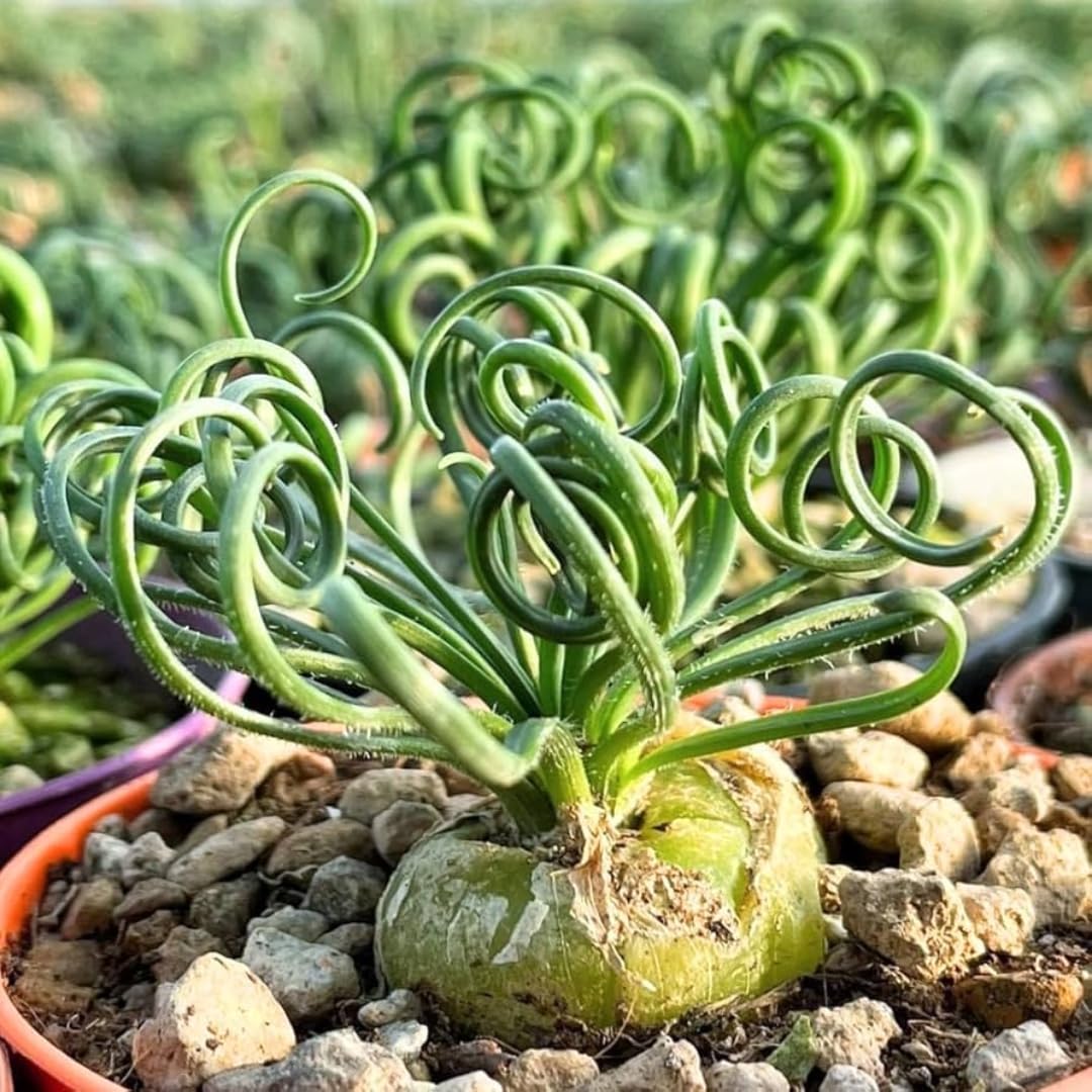 Rare Albuca Spiralis Plant Live in 3" Pot, Corkscrew Frizzle Sizzle Houseplant Ornamental Albuca Spiralis, Curly Grass Succulent Live Plant