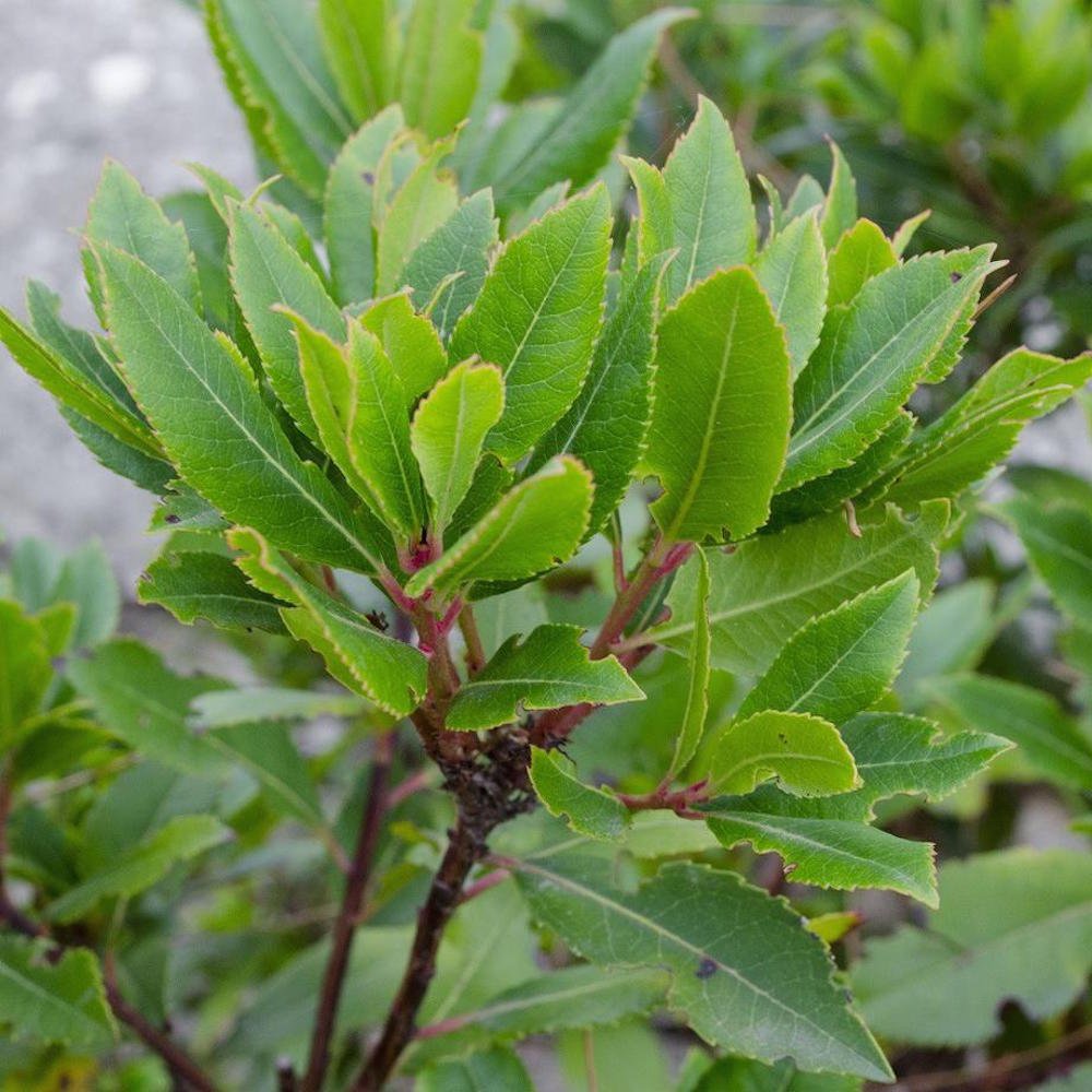Easy to Grow Bay Laurel 1 Plant - Potted Shrub Herb in Quart Grower Pot, Aromatic Foliage Used in Cooking (Sweet Bay)
