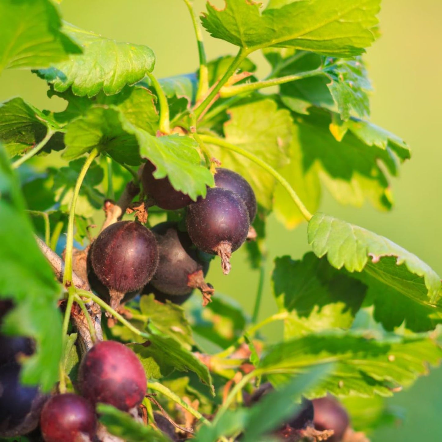 Jeanne Gooseberry Bush Live Plant Well Rooted, Berry Plant Live for Planting, 5-9" Tall