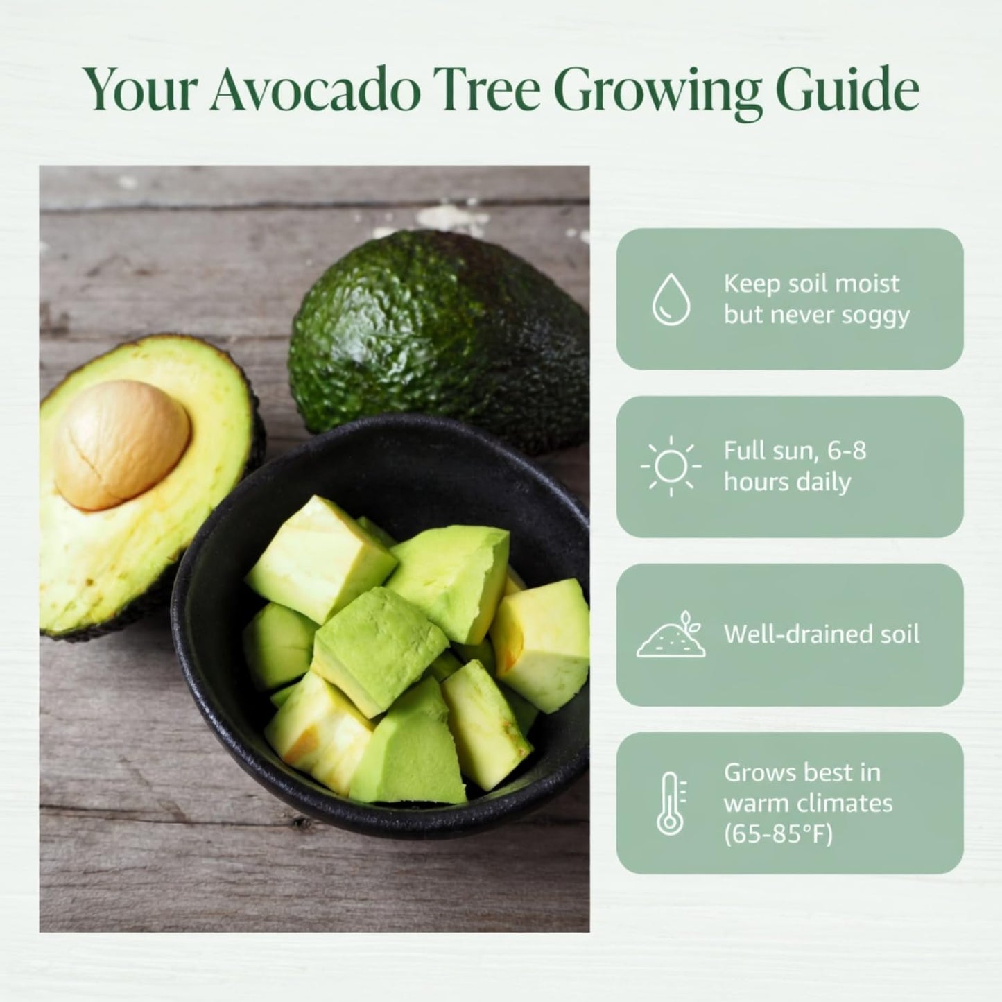 Avocado Tree Live 1-2 Ft Tall in 3 Gallon Pot, Grafted Avocado Tree for Outdoor Garden or Patio Planting, High Yield, Ready to Bear Fruits, No CA (Smooth Green Avocado)