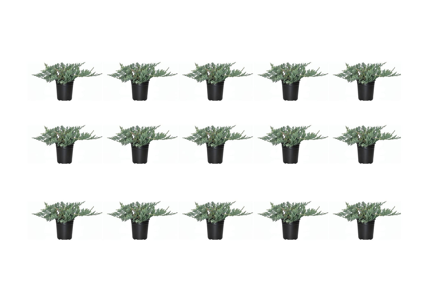 Blue Rug Juniper - 15 Live Plants - 4" Container Low Maintenance Evergreen Ground Cover