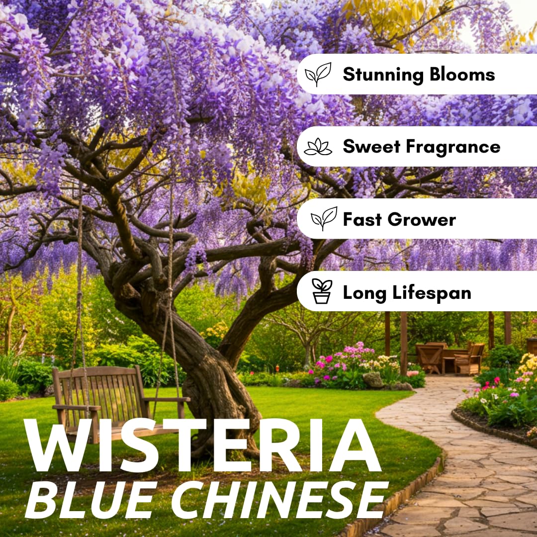 Stunning Live 1 Potted Chinese Blue Weeping Wisteria Tree Fresh Plant