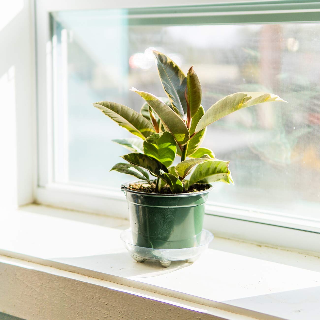 Perfect Plants Variegated Rubber Plant | Ficus Elastica 'Tineke' | Live Indoor Houseplant | Unique Home Décor, 6in. Grower's Pot