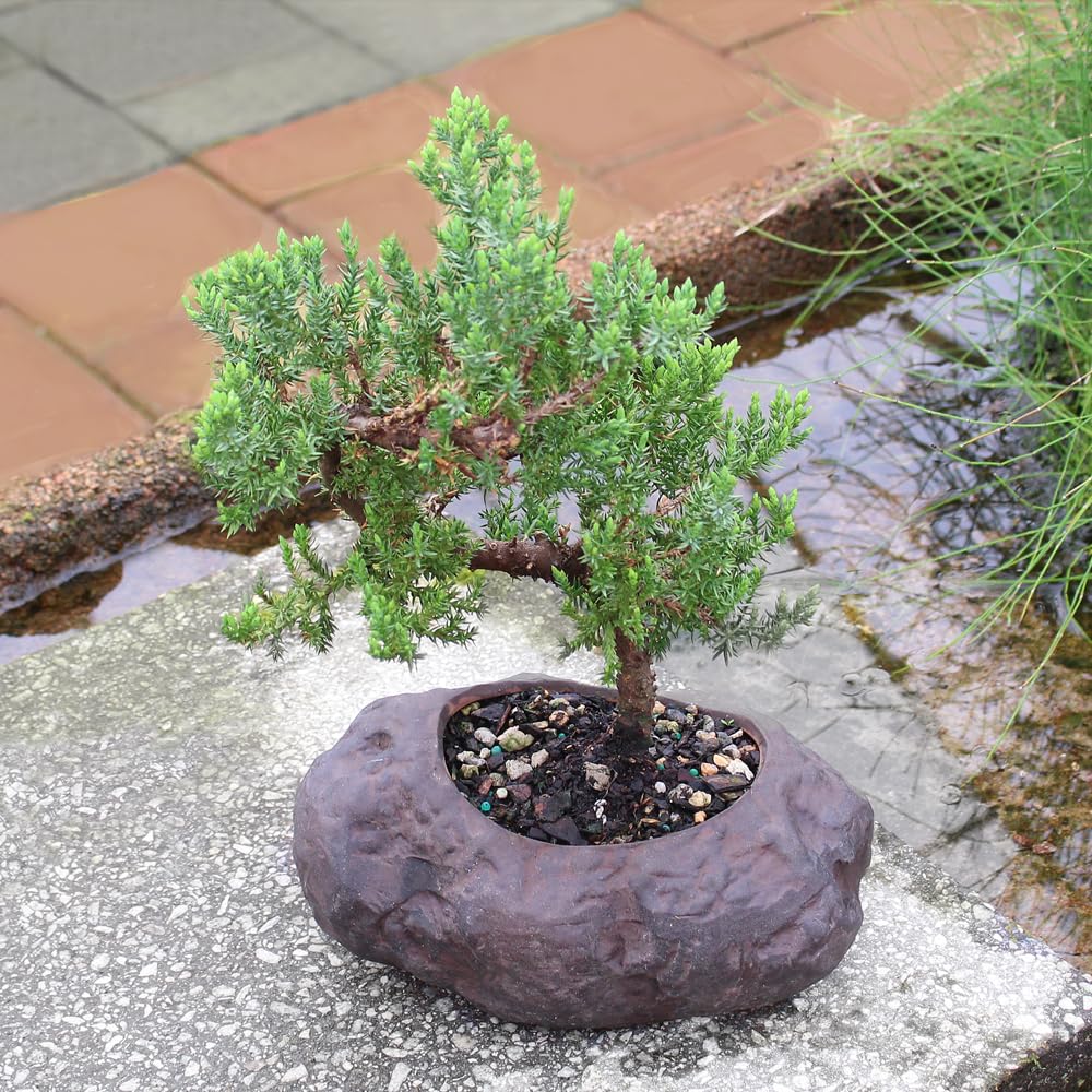 Brussel's Bonsai Live Green Mound Juniper Bonsai Tree - Medium, 5 Year, 6 to 10 Inches - Outdoor Bonsai Tree Live with Rock Bonsai Pot