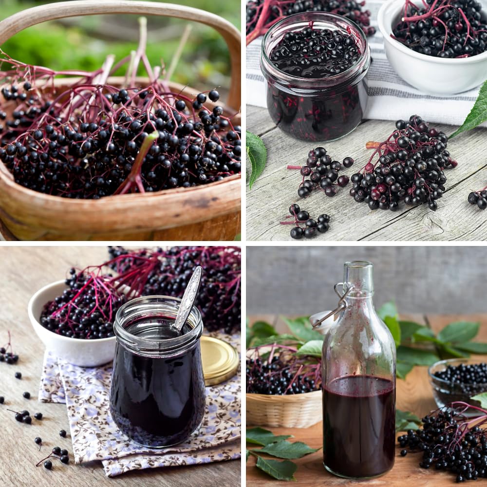 Elderberry Live Plant 4-8'' Tall, Live Black Elderberry Tree Seedling, Edible Berry Bush for Planting, No Pot