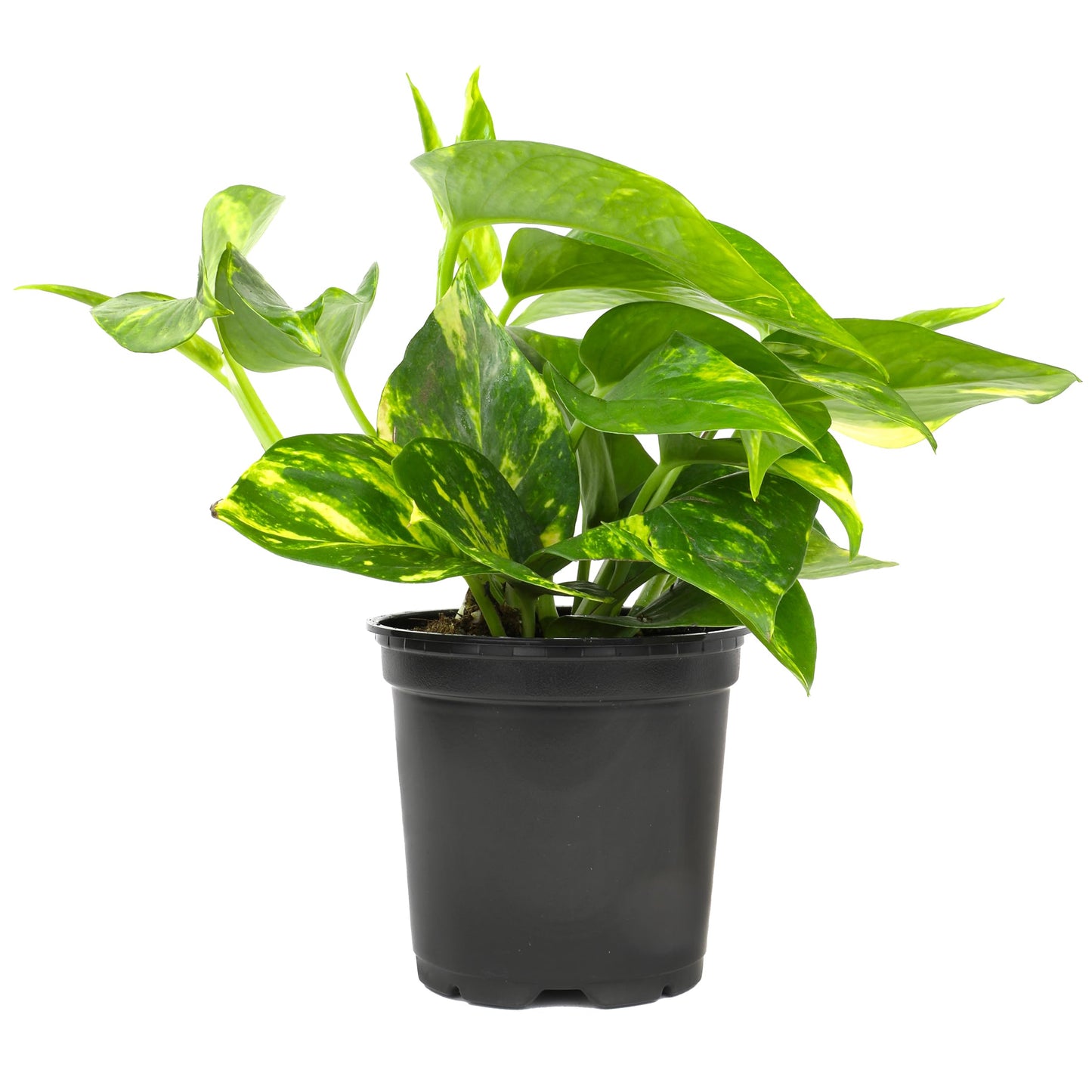 Golden Pothos Plant Live House Plant Live Plants, Trailing Plants Live Houseplants, Golden Pothos Live Plant Houseplant, Live Pothos Devils Ivy Live Plant Money Plant Indoor Plants by Plants for Pets