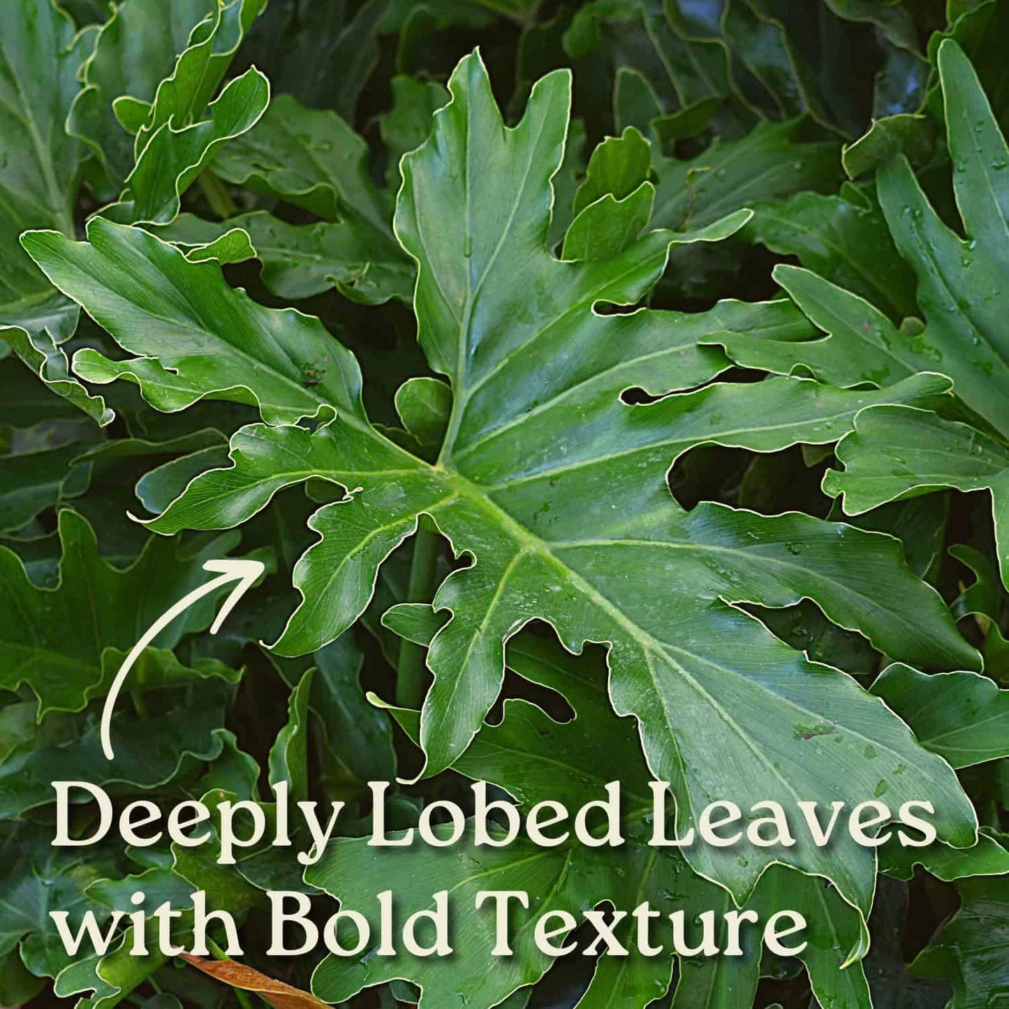 Philodendron Selloum - Tree Philodendron Plant Live - Philodendron House Plants - Overall Height 20" to 24" - Tropical Plants of Florida (Plant in Growers Pot)