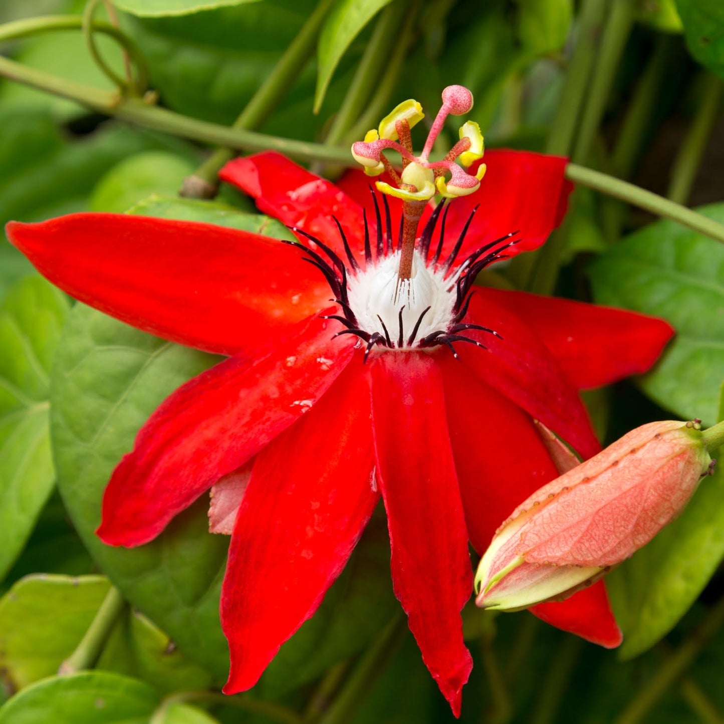 Set 2 Red Passion Flower Vine Plants - Live Passion Flowers Plants for Outdoor Garden, 4 to 8 Inch Size, Red Passion Flower Vine, Fragrant Flowers