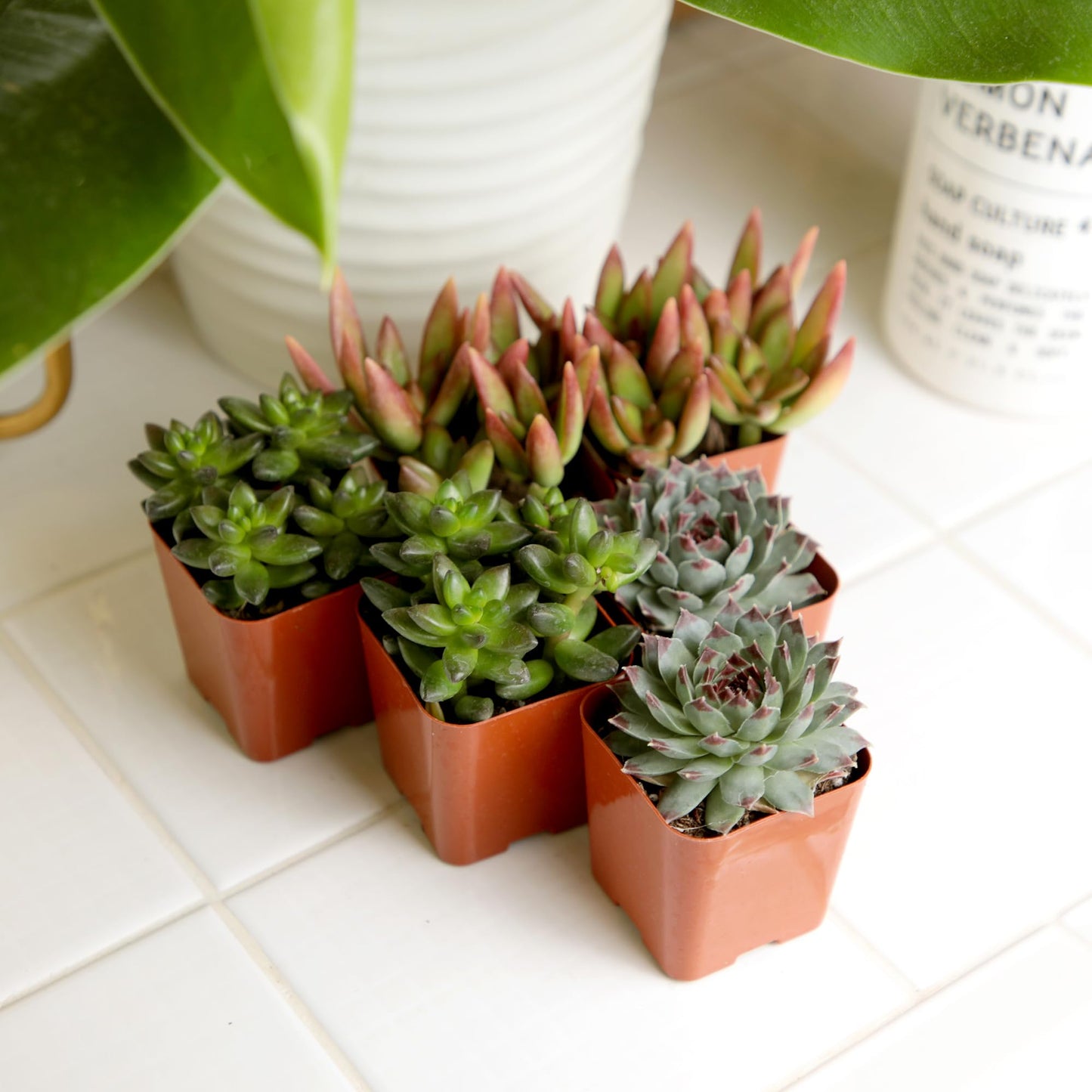 Live Succulents Plant Pack (6-Pack), Real Succulent Plants & Mini Plants for Beginners, Live House Plants, Mini Succulents, Outdoor & Indoor Plants, Live Plants in 2" Grower Pots by Plants for Pets