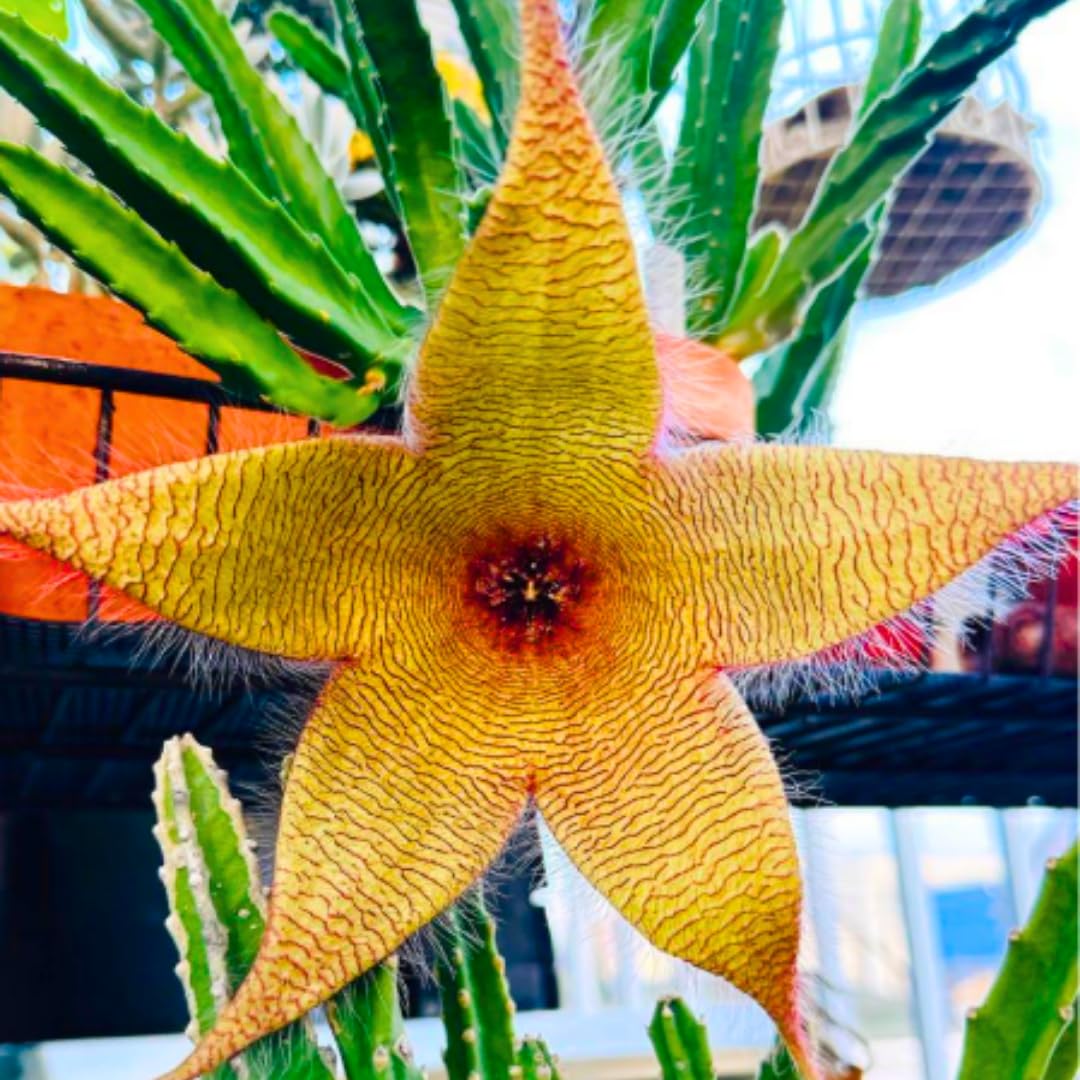 Sets 2 Rare Starfish Cactus Plant Live in 2" Pot, Small Cactus Succulent Well Rooted 4-8 Inch Tall, Ornamental Houseplant for Hanging Basket Trailing