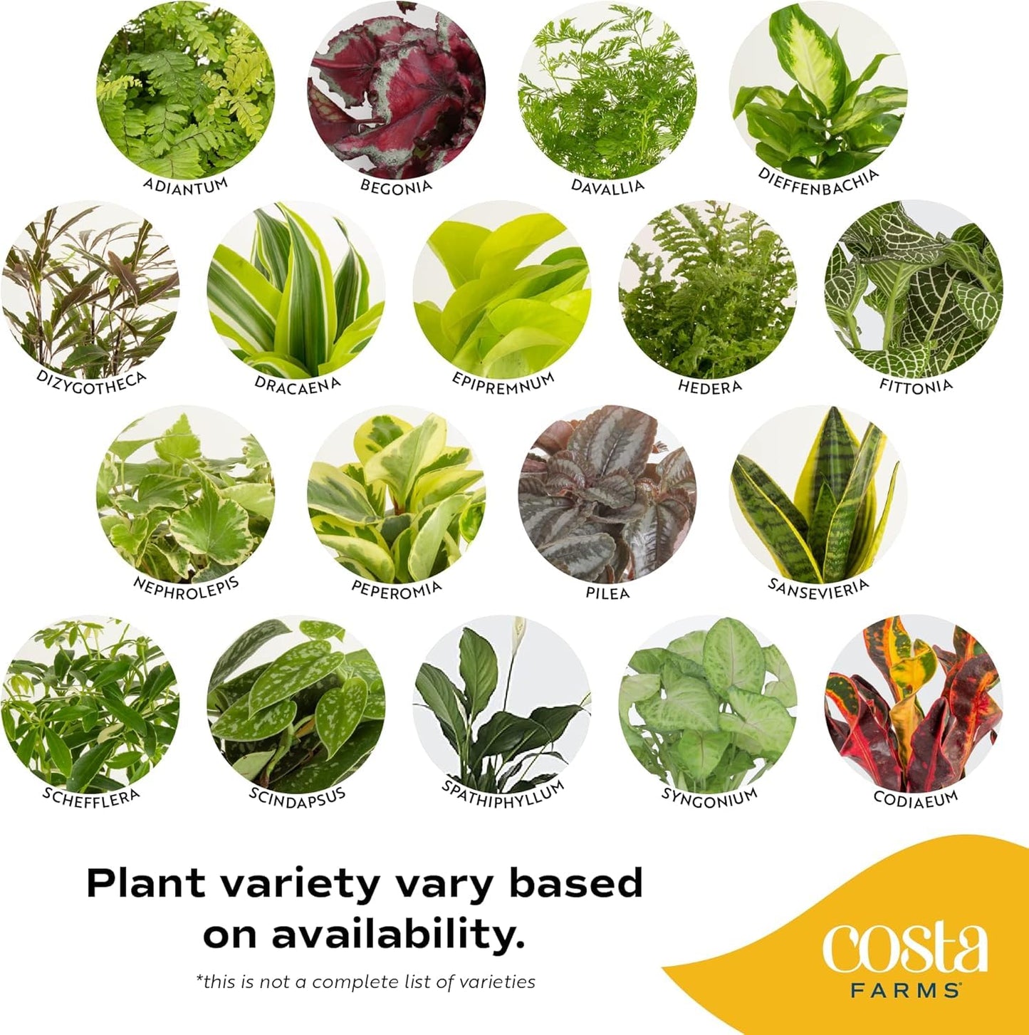 Costa Farms Live Indoor House Plants (3-Pack), Hand Selected Easy to Maintain Indoor Assorted Houseplants in Plant Pots, Curated Air Purifying Mix, Low Light, Home Office Decor Plant Gift