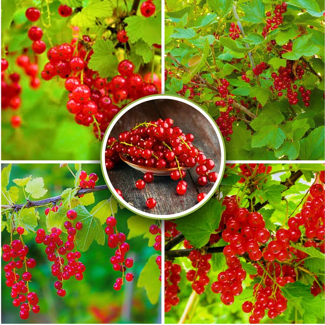 1 Live Currant Bush Plant Fast Growing, Ready Bear Fruit Within 1 Year - No NC, WV, NH, 6-14" Tall, Great for Backyard or Orchard Growing, Currant Plant (Random)
