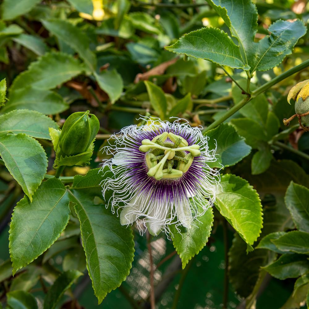 Passion Fruit Plant Live, Passion Fruit Tree Live Plant, 5 to 7 Inches Tall, Sweet Tropical Fruit Vine, Passionfruit Plants for Outdoor Garden (Yellow)