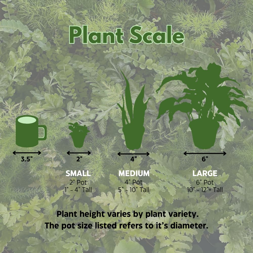 BubbleBlooms Carnivorous Plant Assortment Set, 3 Different Plant Species in 2 inch Pots