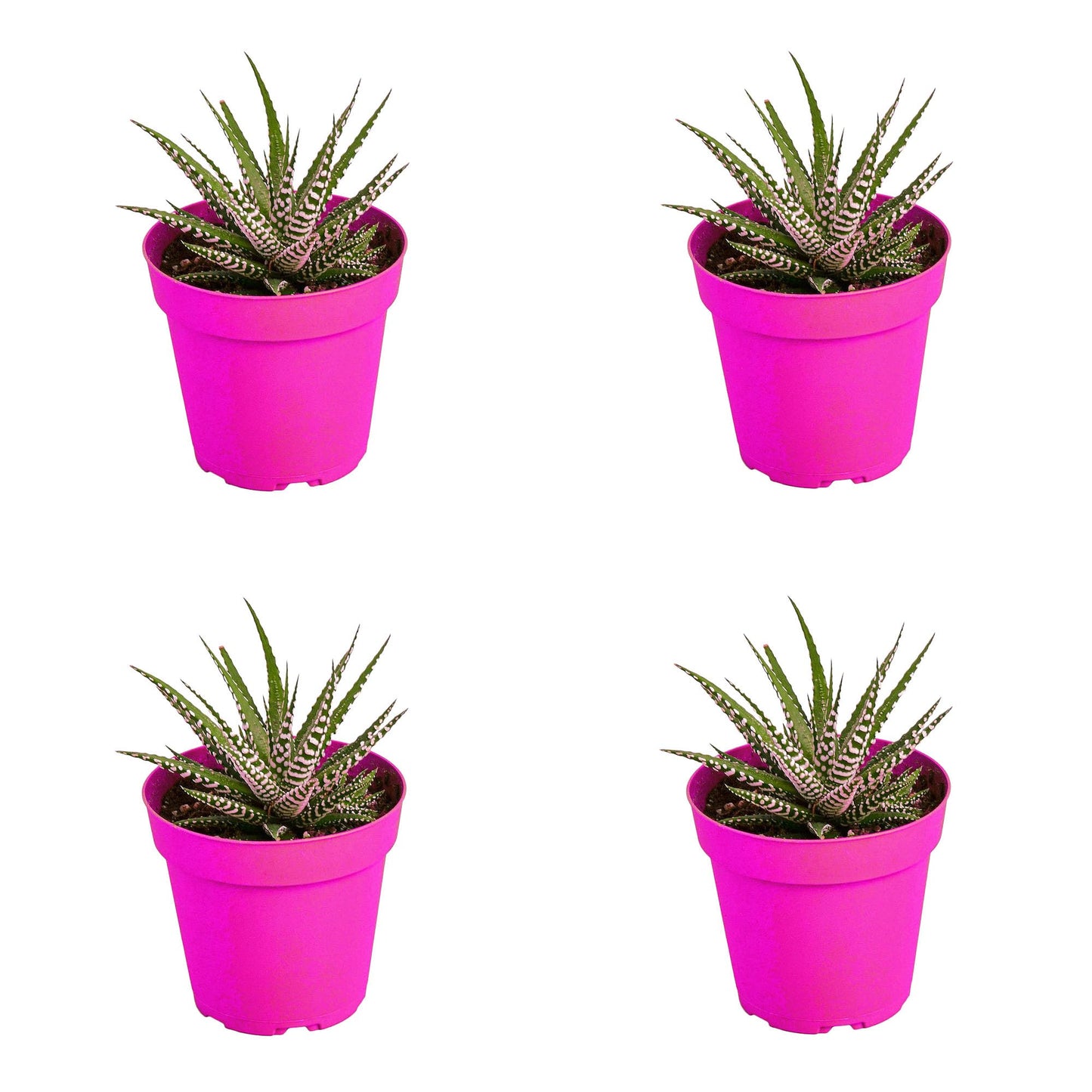 4 Pack Zebra Succulent in 4in Pot - Live Plants Tropical Houseplants | Variegated | USA Growers | The Snobby Leaf