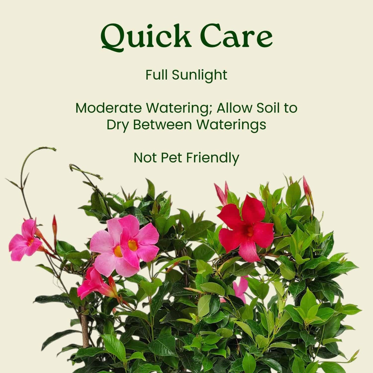 Tropical Plants of Florida Red Dipladenia Trellis Live Plant - 1 Gallon 18 to 20 Inch Tall Tropical Flowering Vine Hoop Support Indoor Outdoor Patio Plant