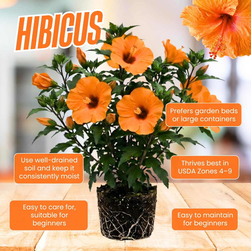 7 Hibiscus Cutting, Well-Rooted Hibiscus Flowers, Tropical Flowering for Indoor Outdoor Planting (Orange)