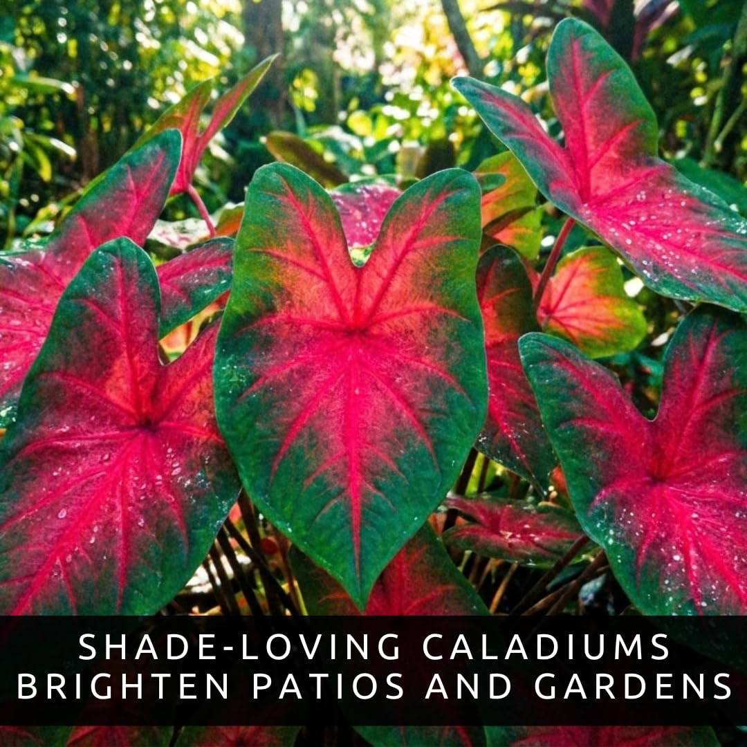 Scarlet Arrow Caladium Bulbs – 6 Premium Indoor Plants, Vibrant Red & White Foliage, Easy to Grow, Ideal for Homes, Patios, Gardens, Low Maintenance, Tropical Decor (6 Bulbs)