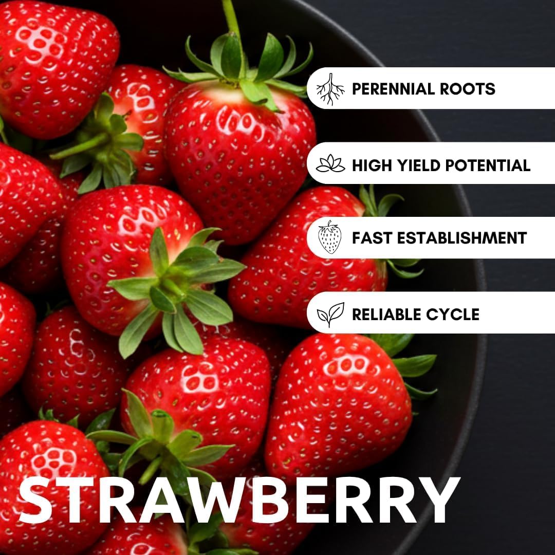 BigBloom Strawberry Plants - Grow Giant Strawberries - Bare Root Plants (30 Plants)