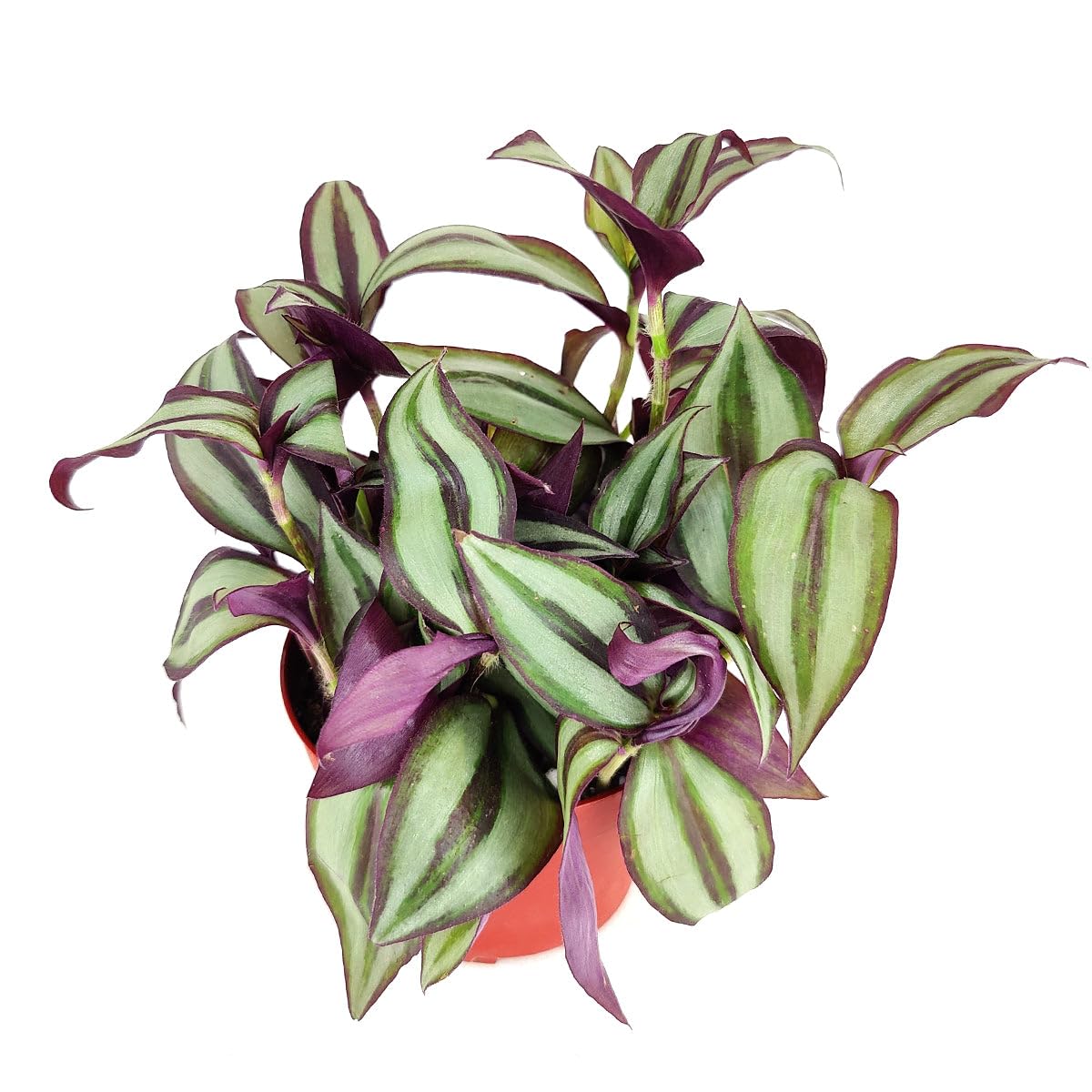 Tradescantia Zebrina 'Wandering Dude' (4 inch) - Air-Purifying Houseplants - 4/6 inch Unique Live Decorative Houseplants - Low-Maintenance Indoor Plants, House Warming Gift, Natural Air Purifier