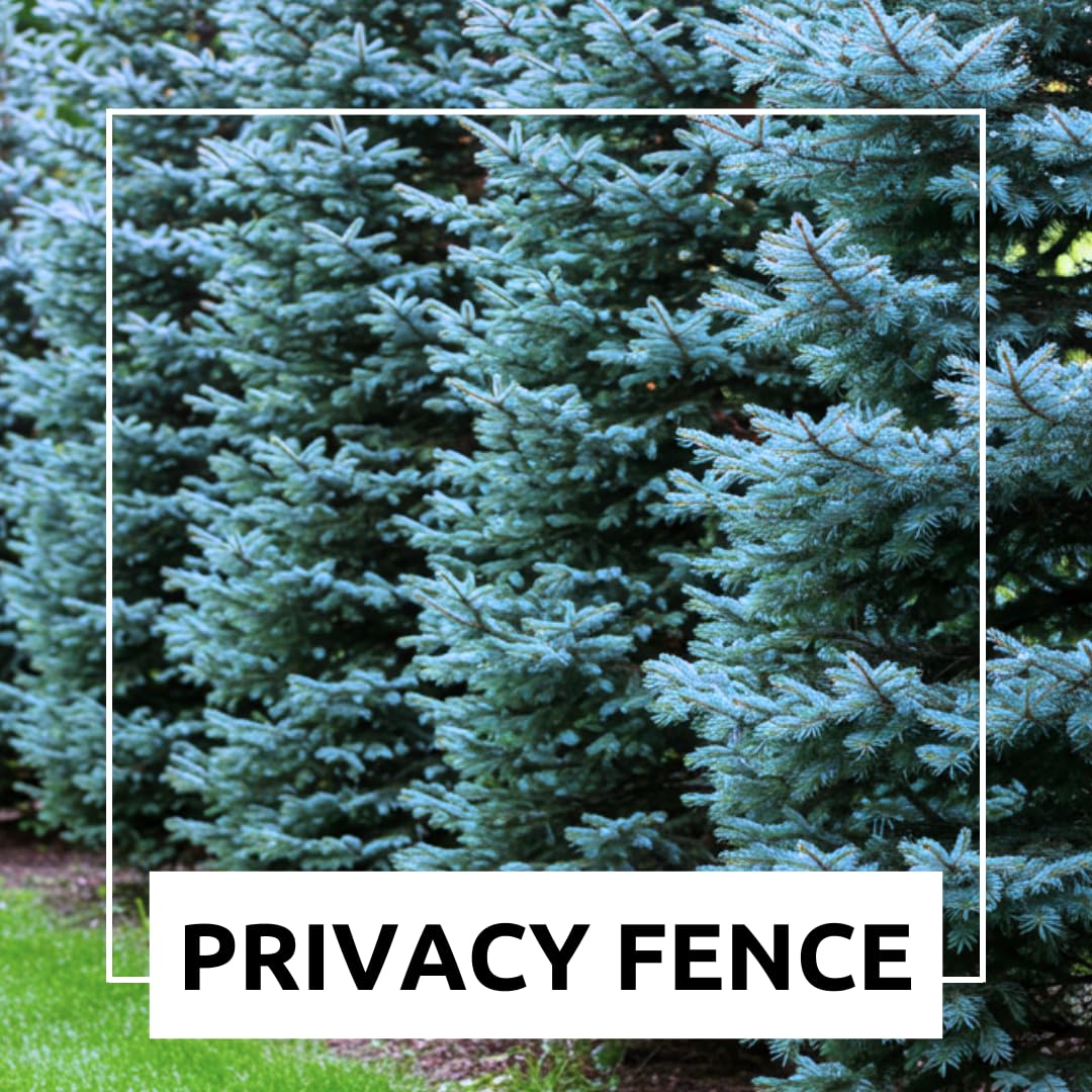 100 Blue Spruce Seeds for Planting | Colorado Blue Spruce, Picea pungens glauca | Attractive Trees fro Privacy or Landscaping