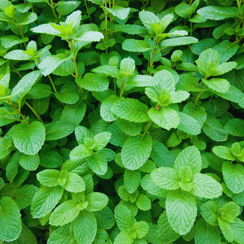 Mint Plant Live, 3 Mojito Mint Herb Plants, 4 to 6 Inc Tall, Fragrant Perennial Plants for Gardening Outdoor, No Pot