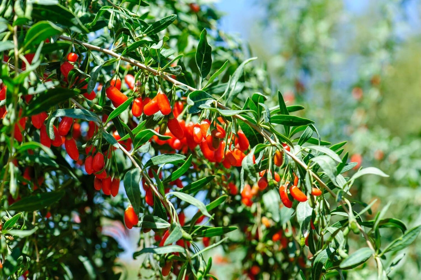 Live Plant - Goji Berry (Lycium Barbarum) - Live Plant - (1 Qt)
