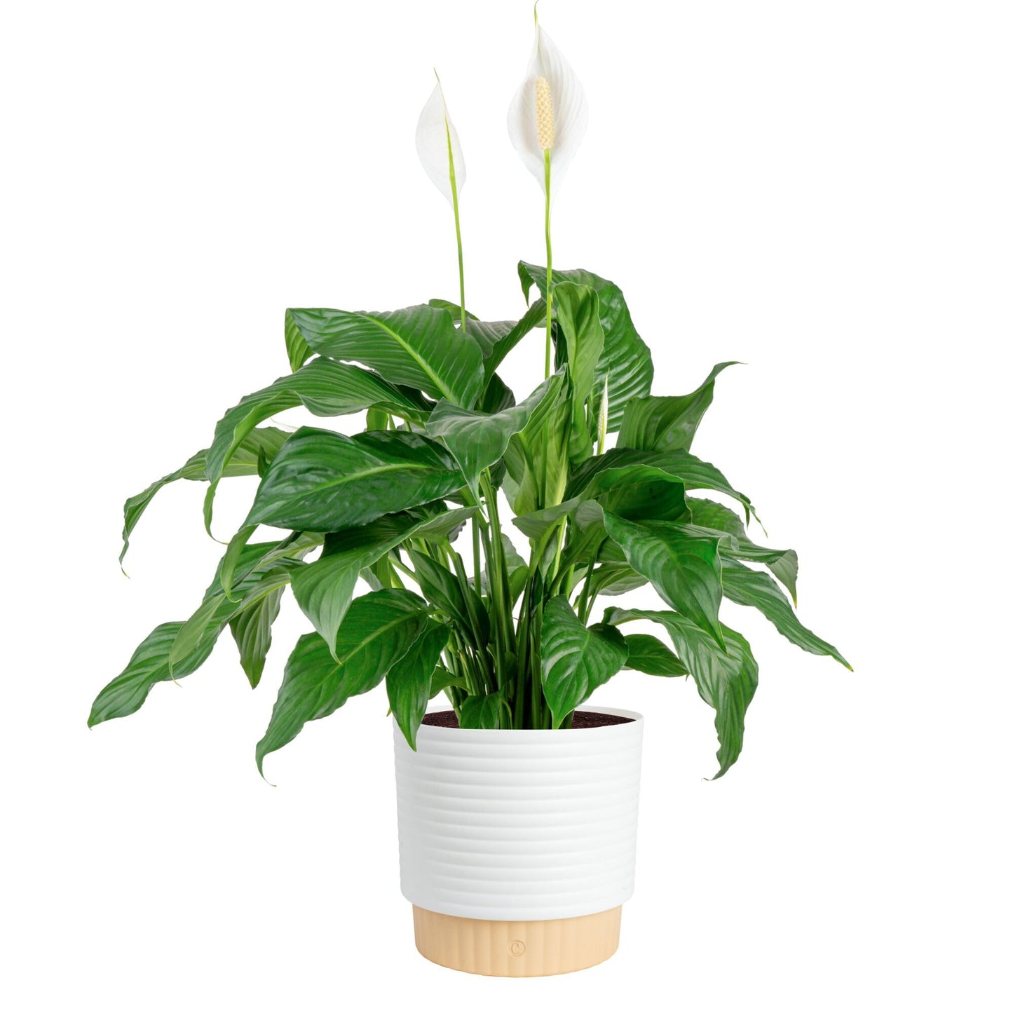 Costa Farms Peace Lily Live Plant in Decorative Pot, Large Air Purifying Flowering Indoor Houseplant, Perfect for Home, Room, or Office Decor, Great House Warming or Birthday Gift, 2-3 Feet Tall