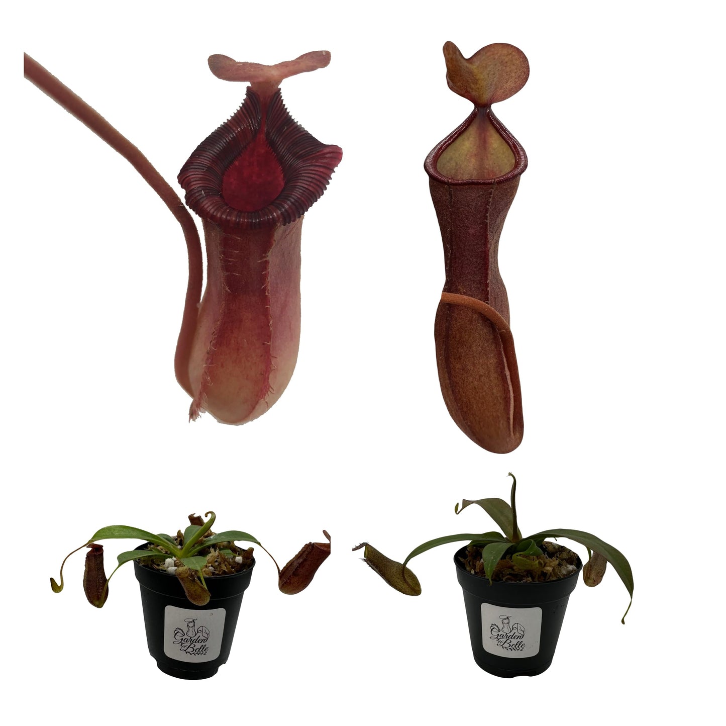 Set of 2 Nepenthes (Briggsiana and Rebecca Soper) Carnivorous Pitcher Plants in 2 inch Pot