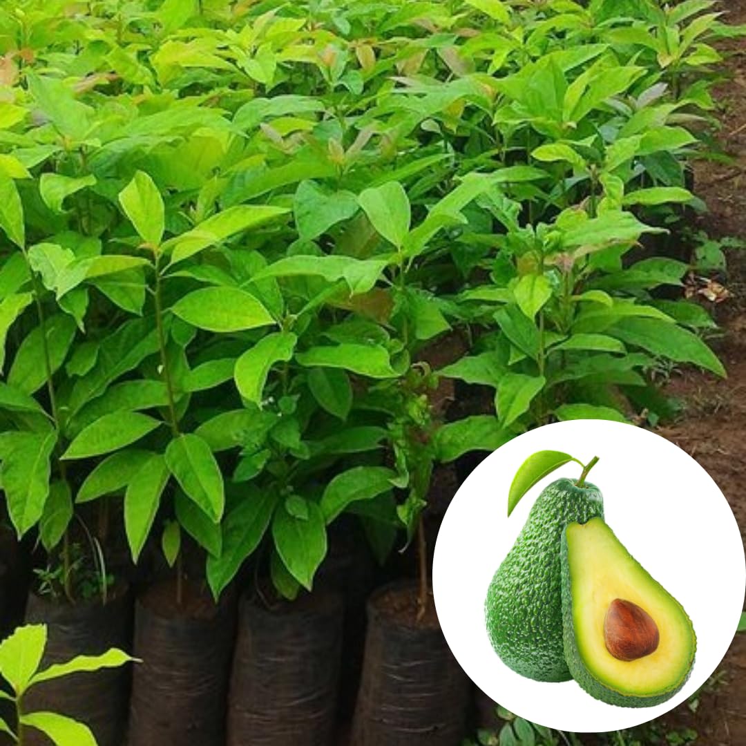 8"-11" Avocado Trees Live Plants in Half Gallon Pot, Avocado Plant, Winter Hardy, 1 Year Old Tree