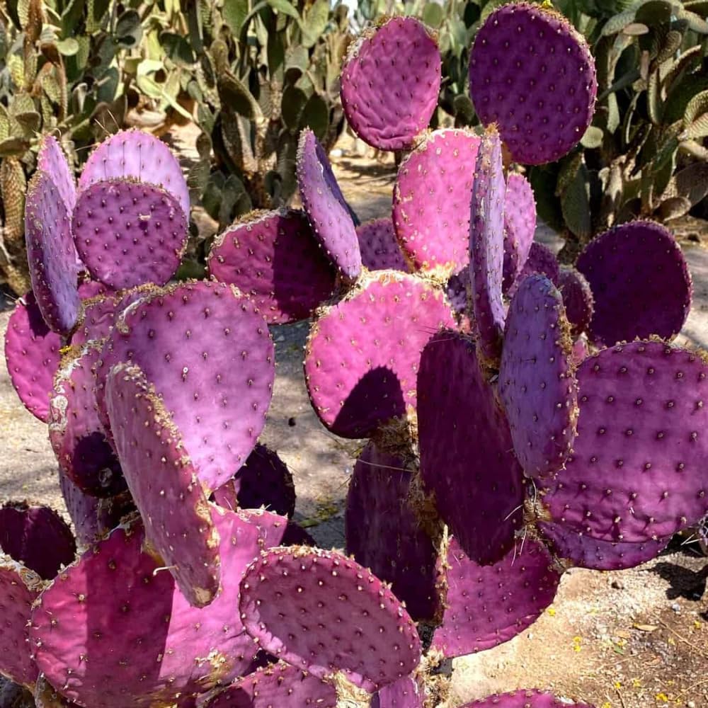 Purple Prickly Pear Cactus Live Plant, in 3.5" Pot, Hardy Purple Cactus for Outdoor or Indoor Growing