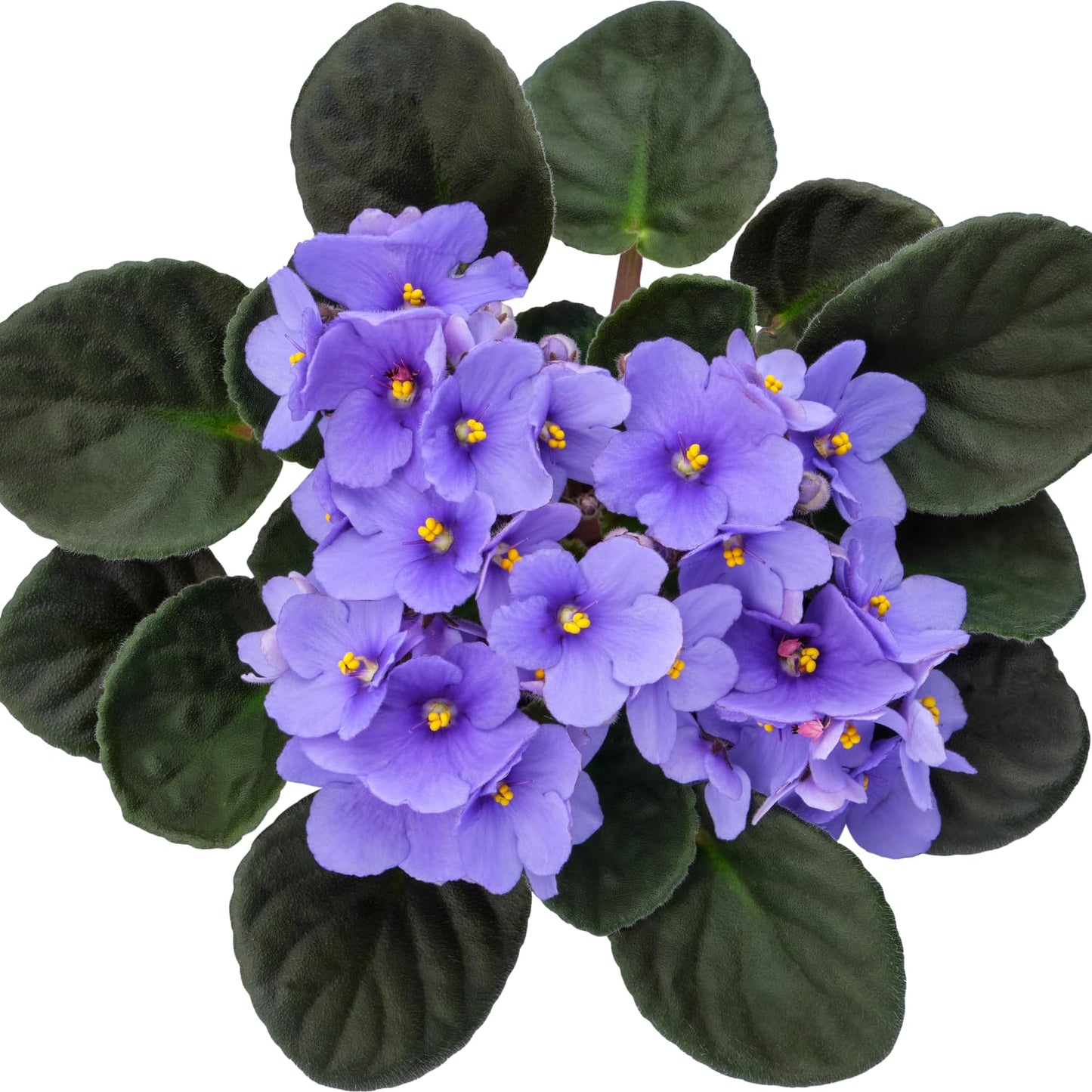 Light Blue African Violet Plant, Perennial African Violet Live Plants in 4 Inch Pot, Violets Live Plants Houseplant for Indoor Garden