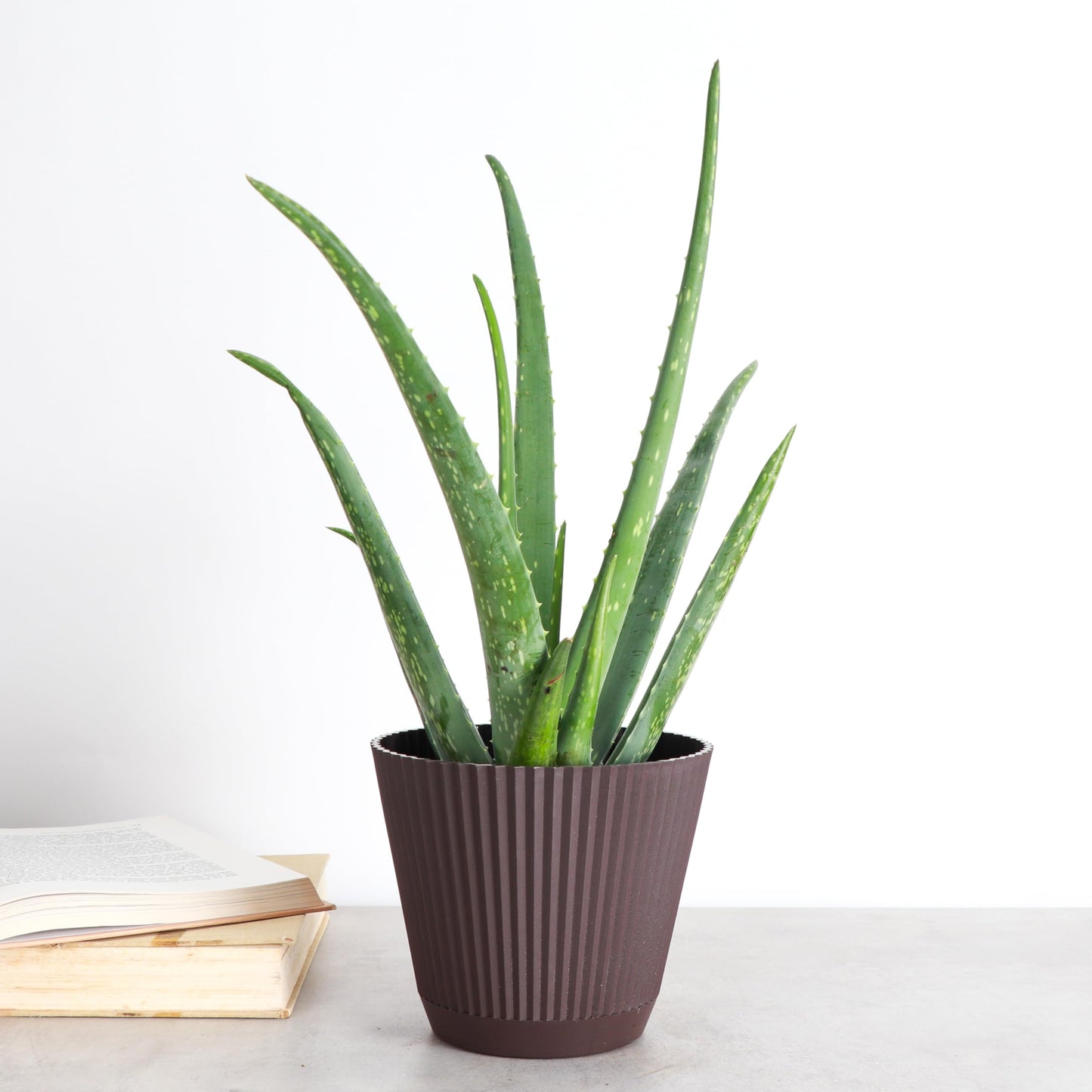 Thorsen's Greenhouse Aloe Vera, Live Indoor Plant, Aloe barbadensis, Easy to Grow, Succulent, Natural Air Purifier, 6" Diameter Pot (Chocolate)