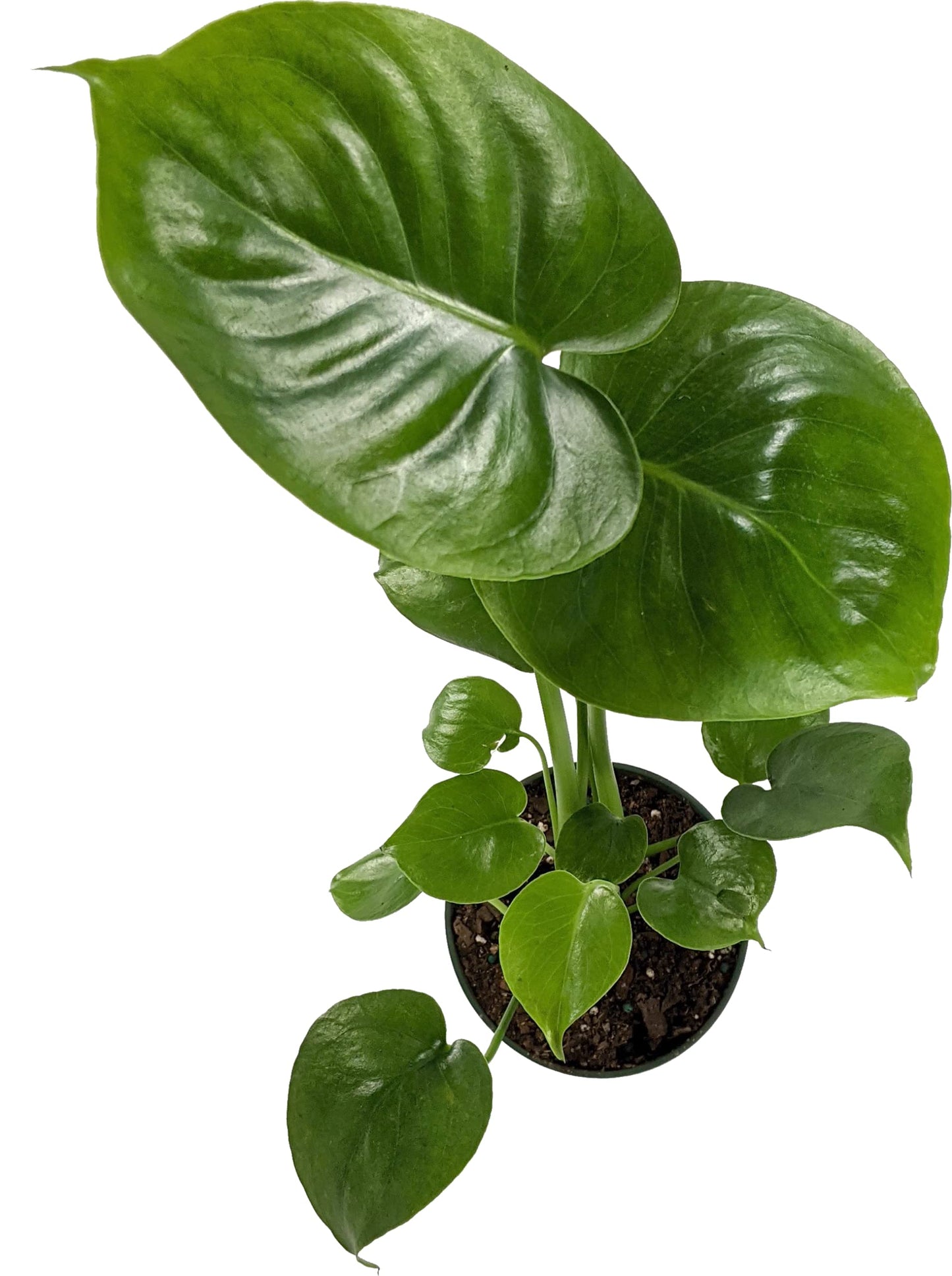 Generic, Monstera deliciosa (Philodendron Monstera, Swiss-Cheese Plant) Live Indoor House Plant, 4 inchPot