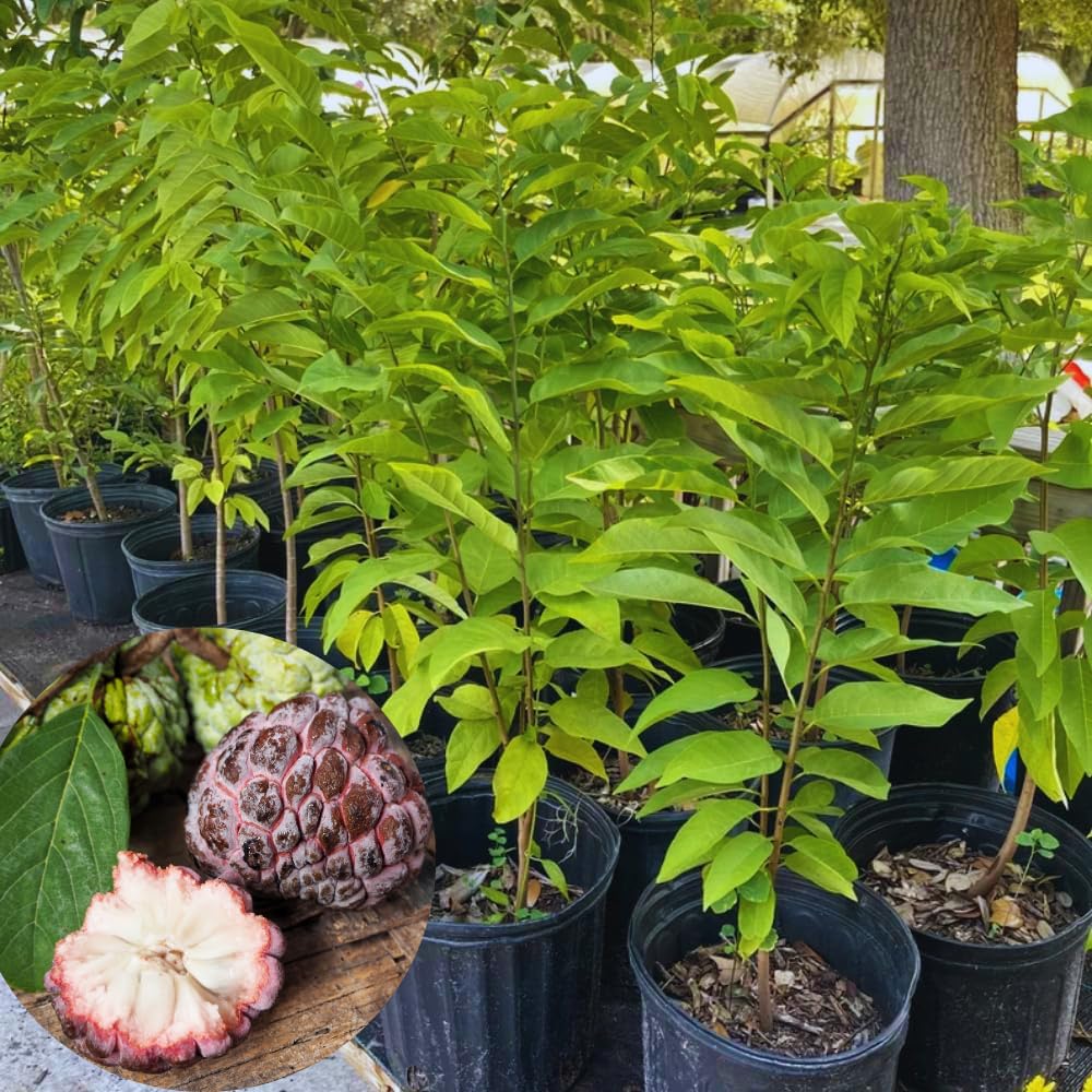 Red Sugar Apple Tree Live Plant, Sugar Apple Fruit Plant, 3 Gallon Pot, No Ship to CA, 2 to 3 Feet Tall