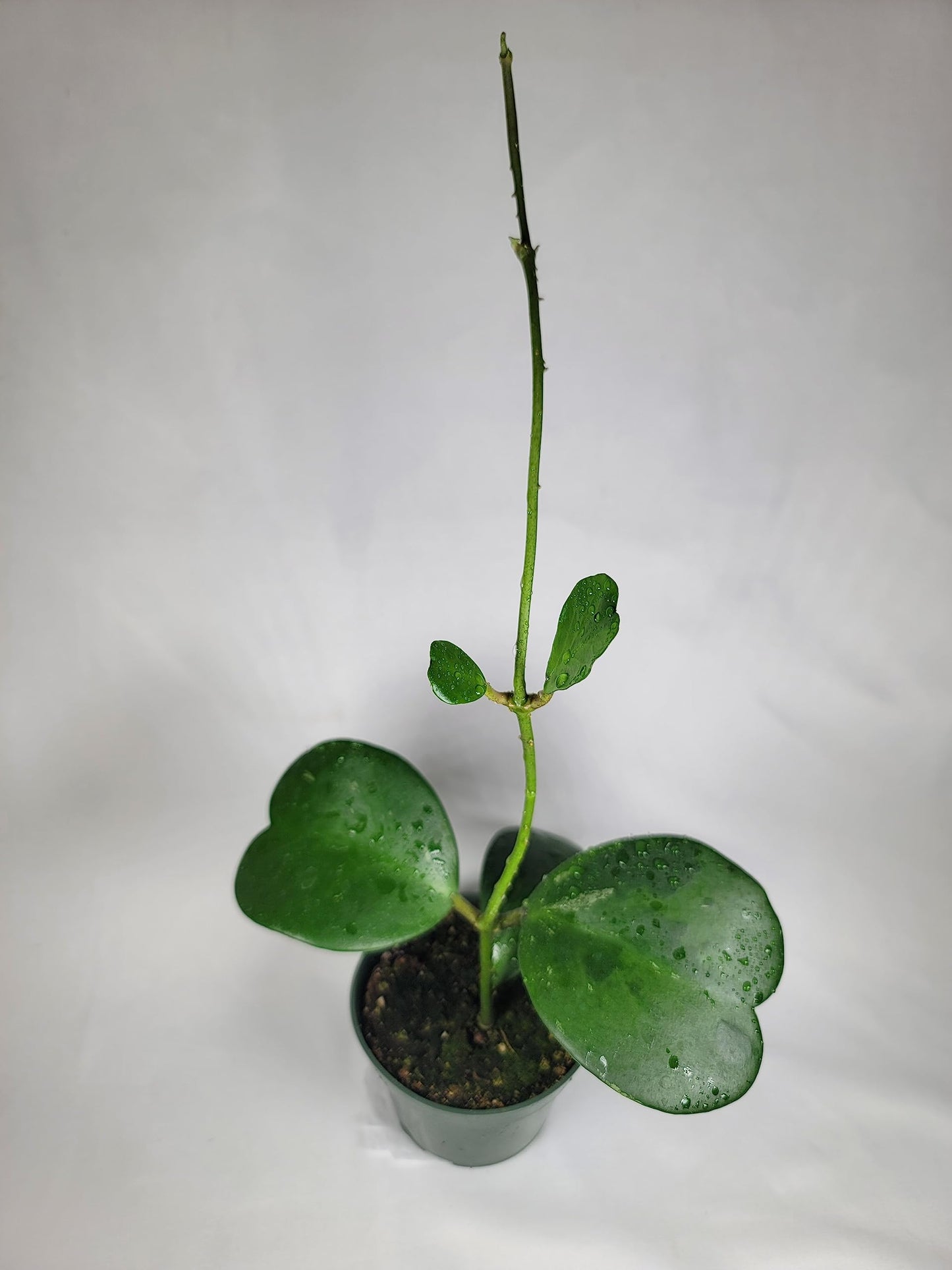 Hoya Kerrii with Heartshape Leaves Live Hoya Plant Great Gift for Mothers and Loved Ones Sweetheart Hoya Live Plant (Hoya Kerrii in 4" Pot, 4-6 Leaves Plant)