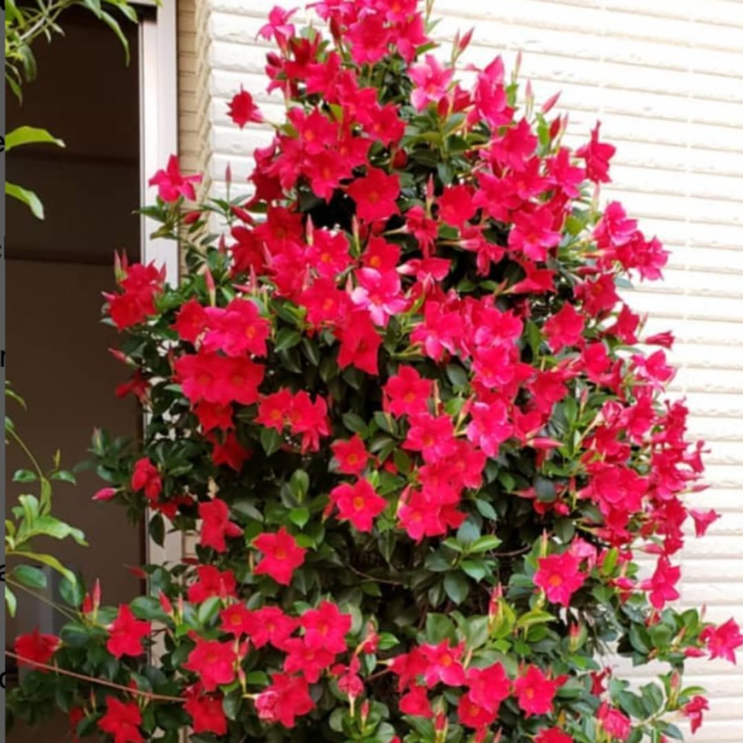 2 Red Mandevilla Plants Live for Garden, 4 Inc to 6 Inc Tall, Mandevilla Plants Live, Mandevilla Vine Plant, Mandevilla Plant