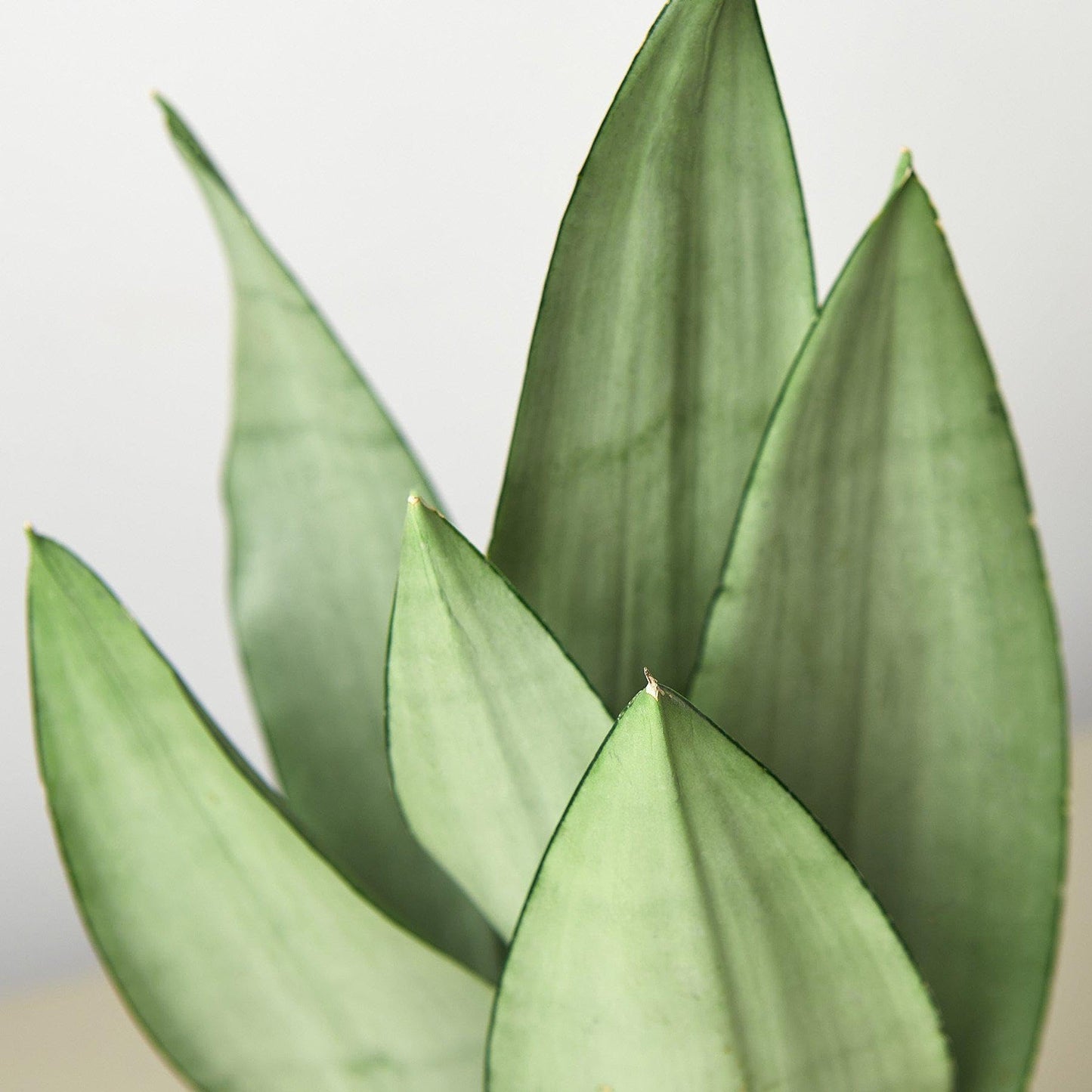Snake Plant Moonshine | Live Plant for Indoor & Outdoor | for Living Room, Office, Bathroom | (4" Pot)