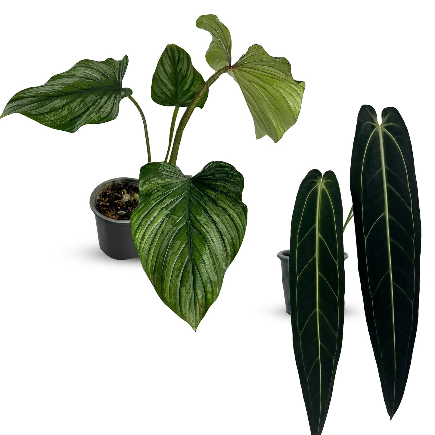 LEAL PLANTS ECUADOR Anthurium Warocqueanum & Philodendron Mamei Silver (Pack of 2), Rare Exotic Indoor Plants | Air-Purifying & Easy-Care Houseplants| Perfect for Home & Office Décor